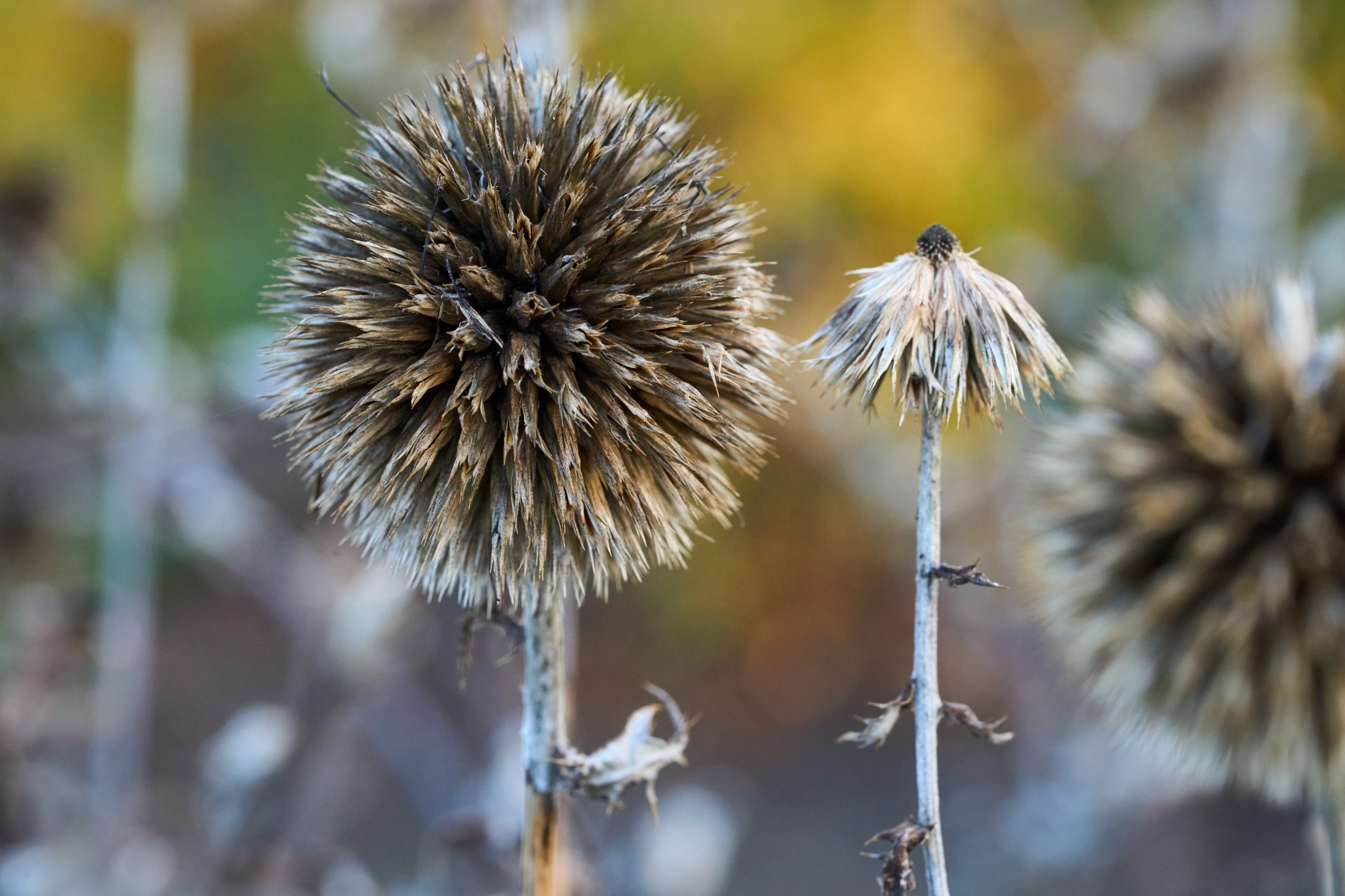 2025 11 02 Gruga 0057